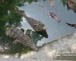 Crocodile Farm excursion from Pattaya Thailand - photo 81