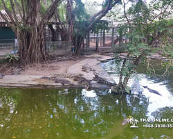 Crocodile Farm excursion from Pattaya Thailand - photo 113