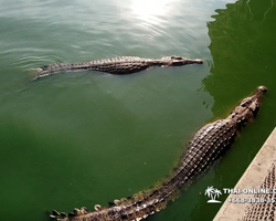 Crocodile Farm excursion from Pattaya Thailand - photo 9