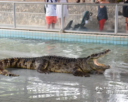 Crocodile Farm excursion from Pattaya Thailand - photo 75
