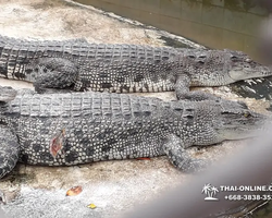 Crocodile Farm excursion from Pattaya Thailand - photo 146