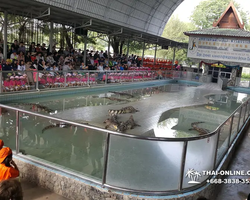 Crocodile Farm excursion from Pattaya Thailand - photo 32