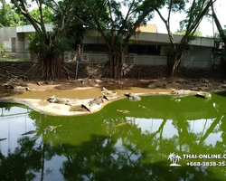 Crocodile Farm excursion from Pattaya Thailand - photo 44
