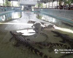 Crocodile Farm excursion from Pattaya Thailand - photo 79