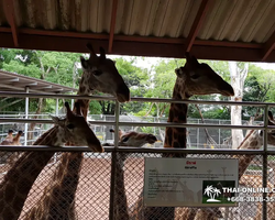 Crocodile Farm excursion from Pattaya Thailand - photo 129