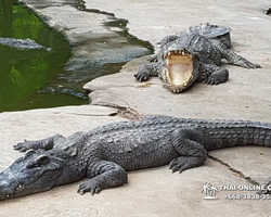 Crocodile Farm excursion from Pattaya Thailand - photo 56