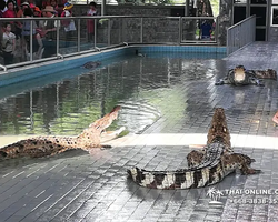 Crocodile Farm excursion from Pattaya Thailand - photo 131