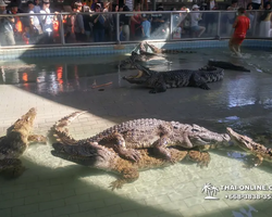 Crocodile Farm excursion from Pattaya Thailand - photo 80