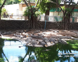 Crocodile Farm excursion from Pattaya Thailand - photo 143