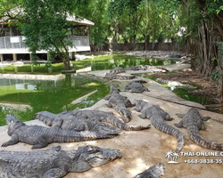 Crocodile Farm excursion from Pattaya Thailand - photo 100