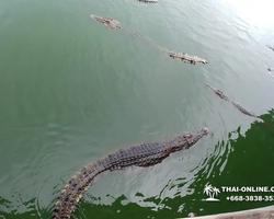Crocodile Farm excursion from Pattaya Thailand - photo 87