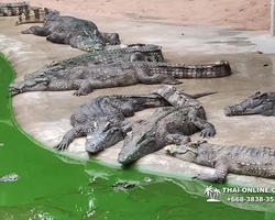 Crocodile Farm excursion from Pattaya Thailand - photo 83