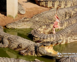 Crocodile Farm excursion from Pattaya Thailand - photo 15