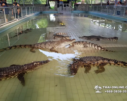 Crocodile Farm excursion from Pattaya Thailand - photo 71