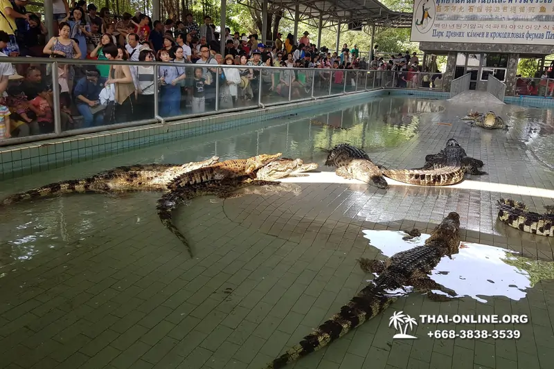 Crocodile Farm excursion from Pattaya Thailand - photo 66