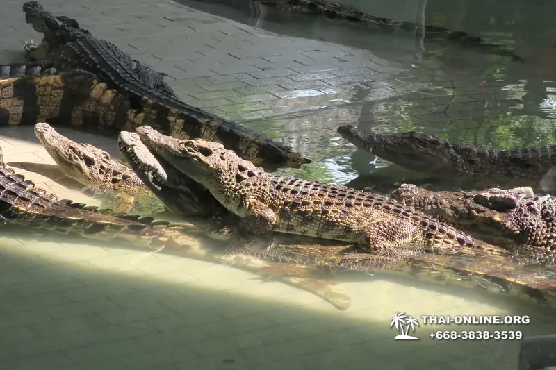Crocodile Farm excursion from Pattaya Thailand - photo 8