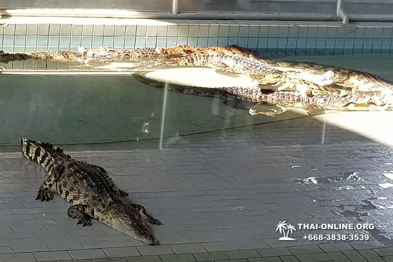 Crocodile Farm excursion from Pattaya Thailand - photo 93