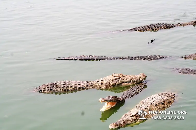 Crocodile Farm excursion from Pattaya Thailand - photo 90