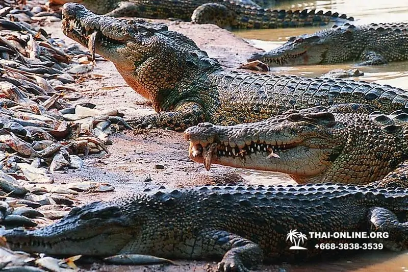 Crocodile Farm excursion from Pattaya Thailand - photo 106