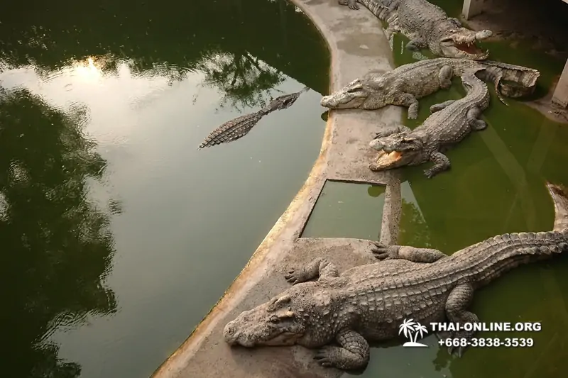 Crocodile Farm excursion from Pattaya Thailand - photo 96