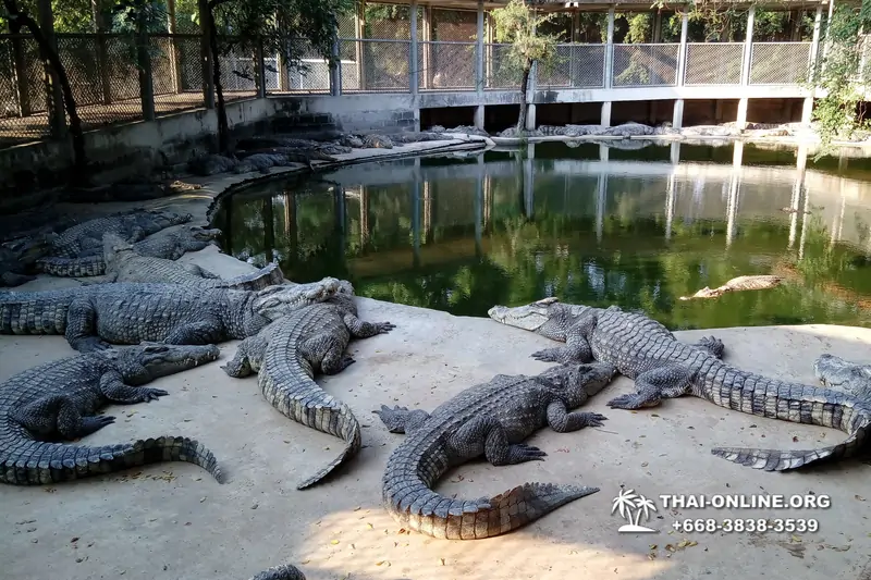 Crocodile Farm excursion from Pattaya Thailand - photo 21