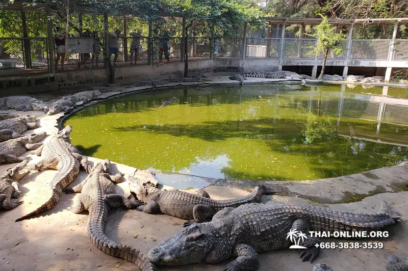 Crocodile Farm excursion from Pattaya Thailand - photo 137