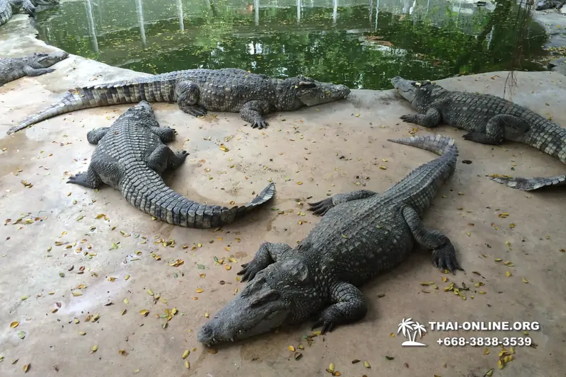 Crocodile Farm excursion from Pattaya Thailand - photo 74