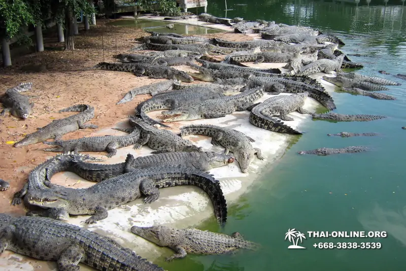 Crocodile Farm excursion from Pattaya Thailand - photo 37