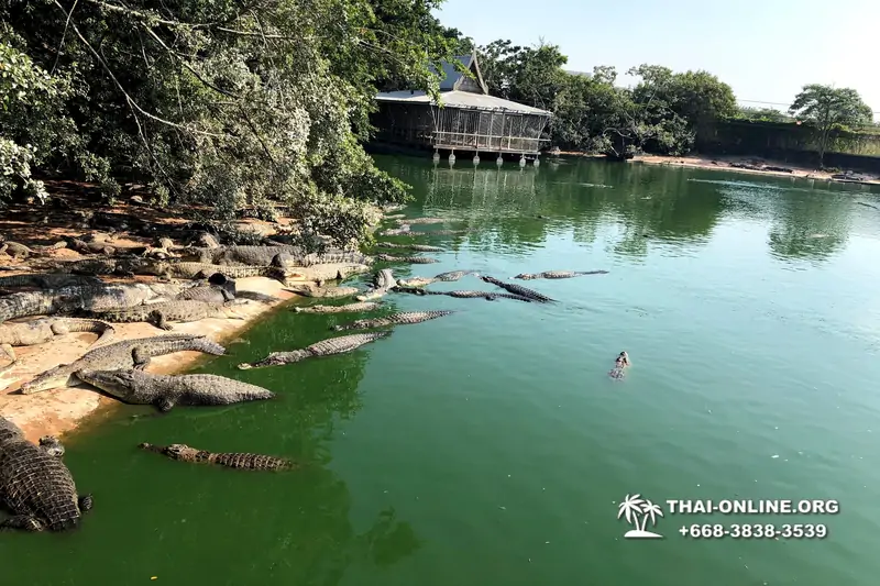 Crocodile Farm excursion from Pattaya Thailand - photo 6