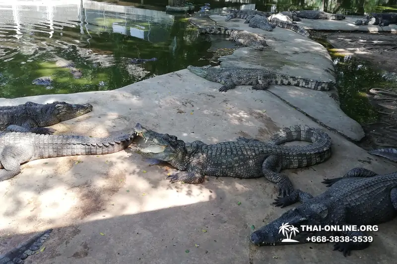 Crocodile Farm excursion from Pattaya Thailand - photo 78