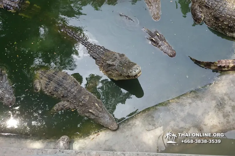 The Million Years Stone Park and Pattaya Crocodile Farm photo 9