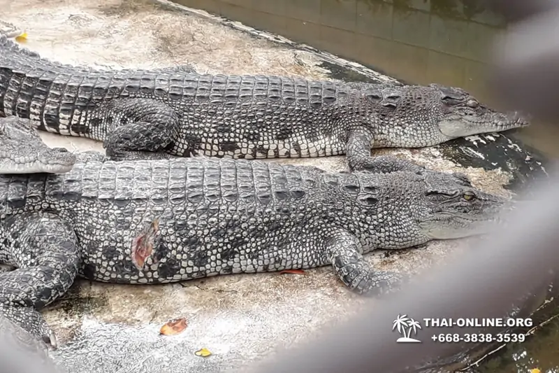 Crocodile Farm excursion from Pattaya Thailand - photo 146