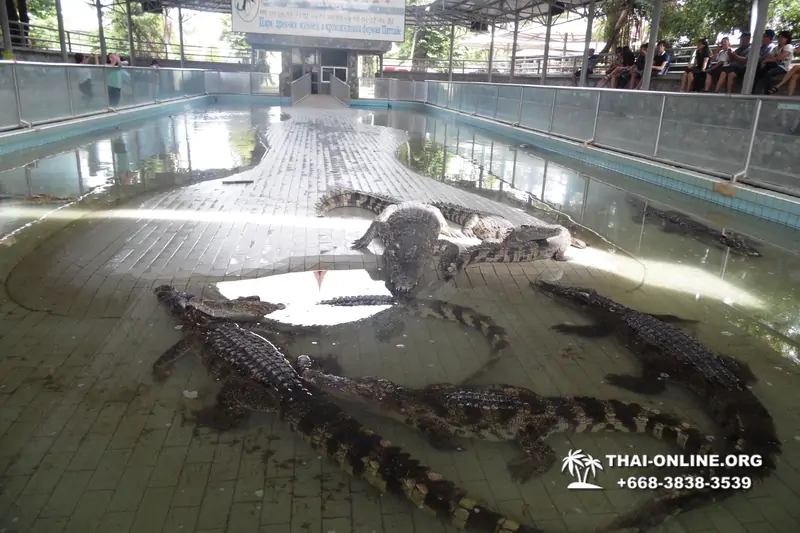 Crocodile Farm excursion from Pattaya Thailand - photo 79