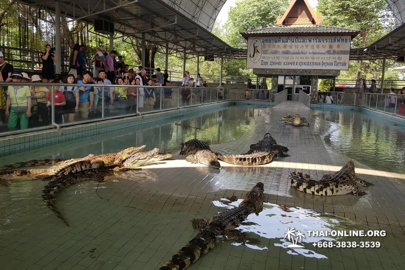 Crocodile Farm excursion from Pattaya Thailand - photo 131