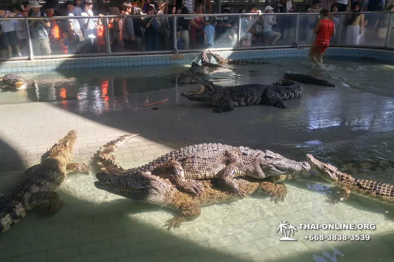 Crocodile Farm excursion from Pattaya Thailand - photo 80