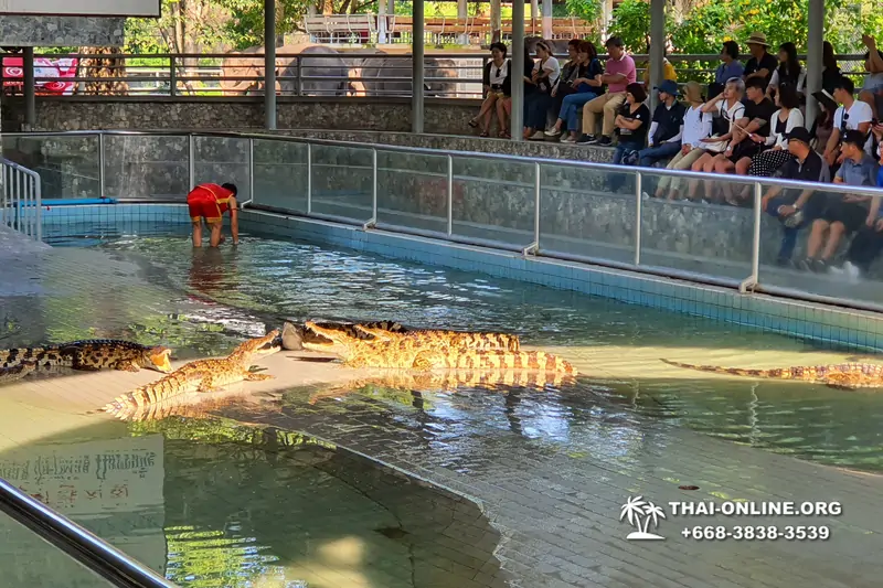 Crocodile Farm excursion from Pattaya Thailand - photo 19