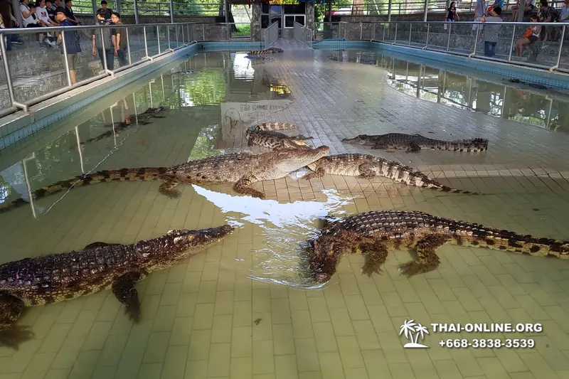 Crocodile Farm excursion from Pattaya Thailand - photo 71