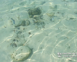 Emerald Island of Koh Kham snorkeling tour from Pattaya Thailand - 525