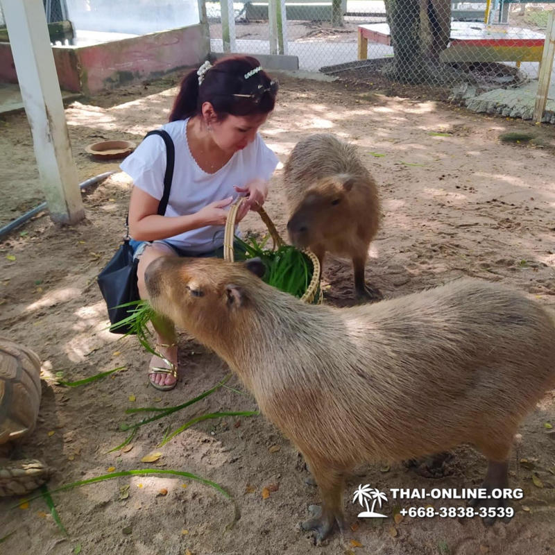 Contact Zoo and Wat Yan temple complex Pattaya Thailand photo 12