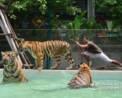 Tiger Park @ Pattaya Thailand excursion photo play with tigers - 146