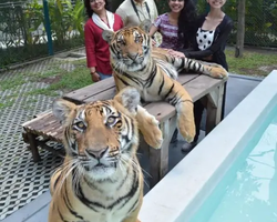 Tiger Park @ Pattaya Thailand excursion photo 30