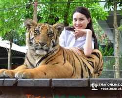 Tiger Park @ Pattaya Thailand excursion photo play with tigers - 162