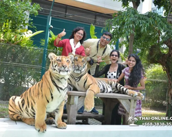 Tiger Park @ Pattaya Thailand excursion photo play with tigers - 115