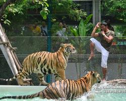 Tiger Park @ Pattaya Thailand excursion photo play with tigers - 128