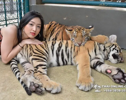 Tiger Park @ Pattaya Thailand excursion photo 49