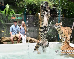 Tiger Park @ Pattaya Thailand excursion photo play with tigers - 102