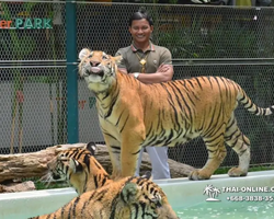 Tiger Park @ Pattaya Thailand excursion photo play with tigers - 134