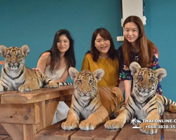 Tiger Park @ Pattaya Thailand excursion photo play with tigers - 55