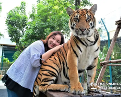 Tiger Park @ Pattaya Thailand excursion photo play with tigers - 136