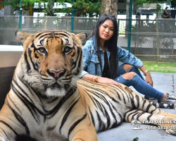 Tiger Park @ Pattaya Thailand excursion photo play with tigers - 174